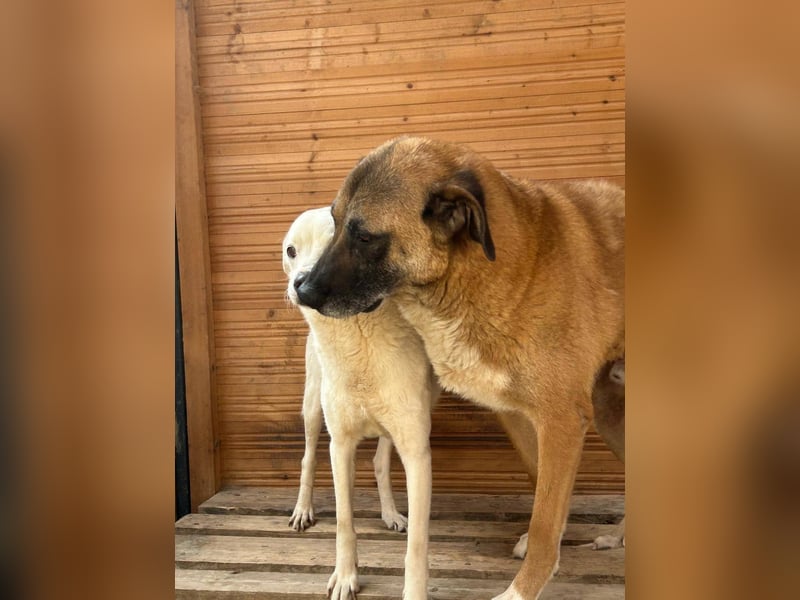 Chance - so viel Leid