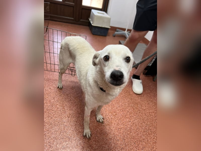 Chance - so viel Leid