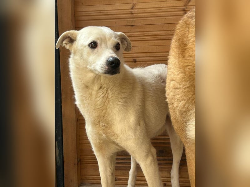 Chance - so viel Leid