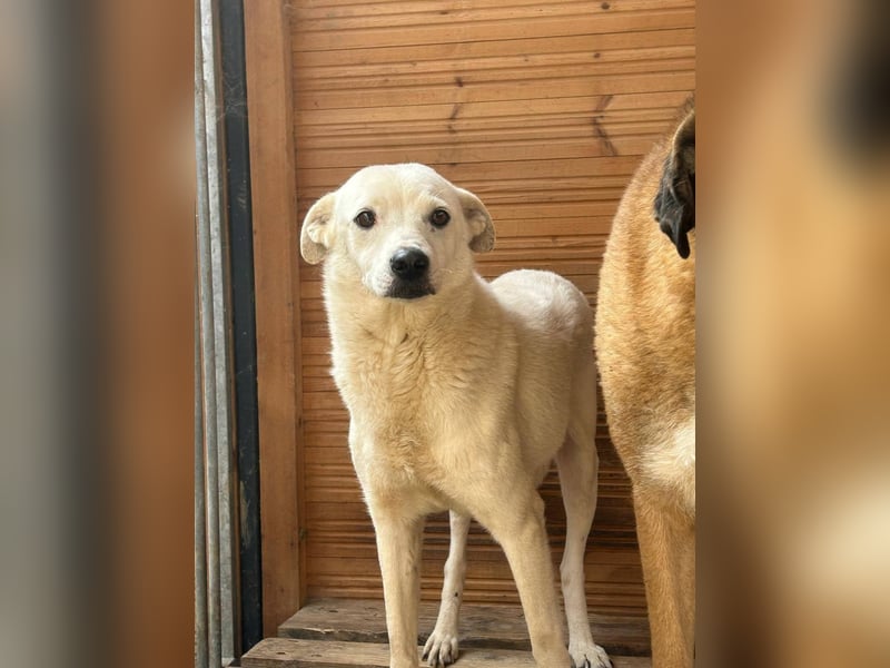 Chance - so viel Leid