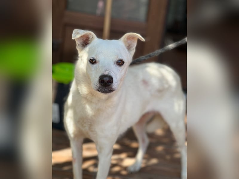 Chance - so viel Leid