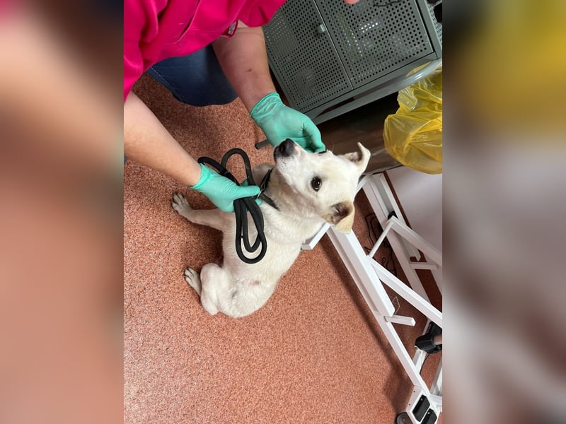 Chance - so viel Leid