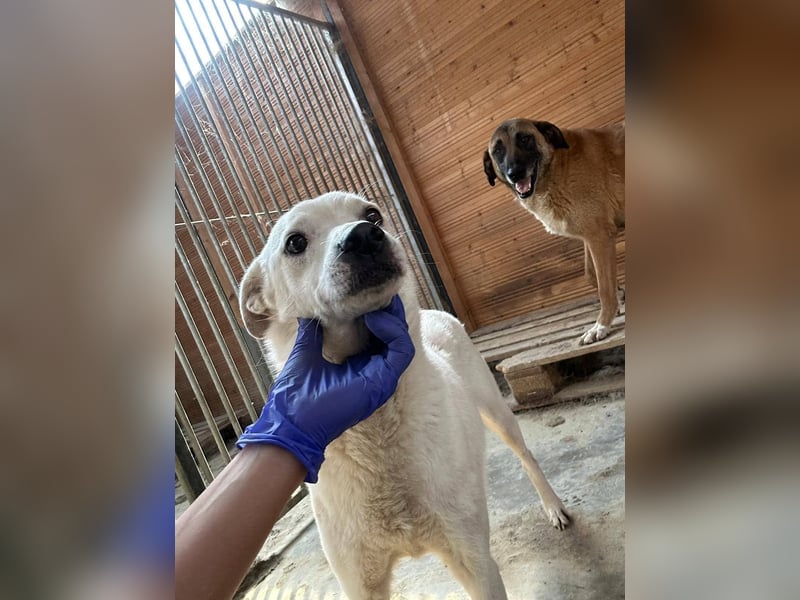 Chance - so viel Leid