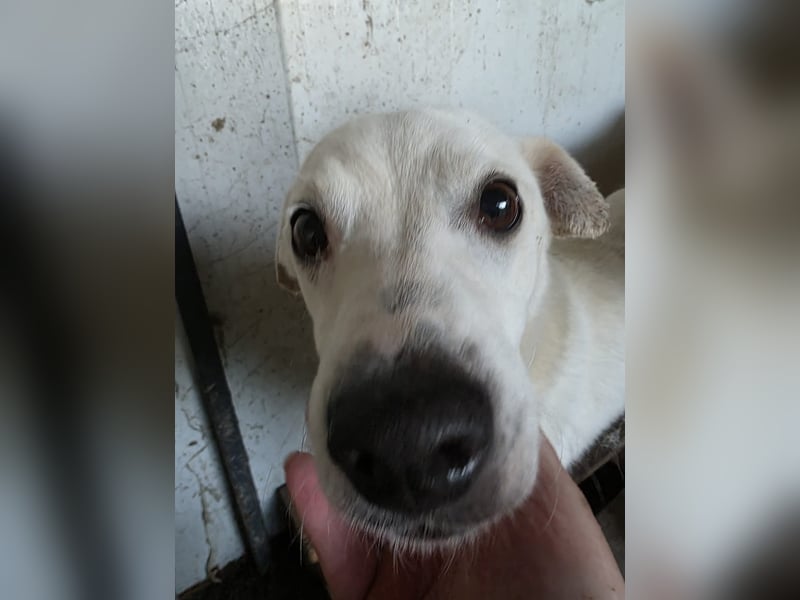 Chance - so viel Leid