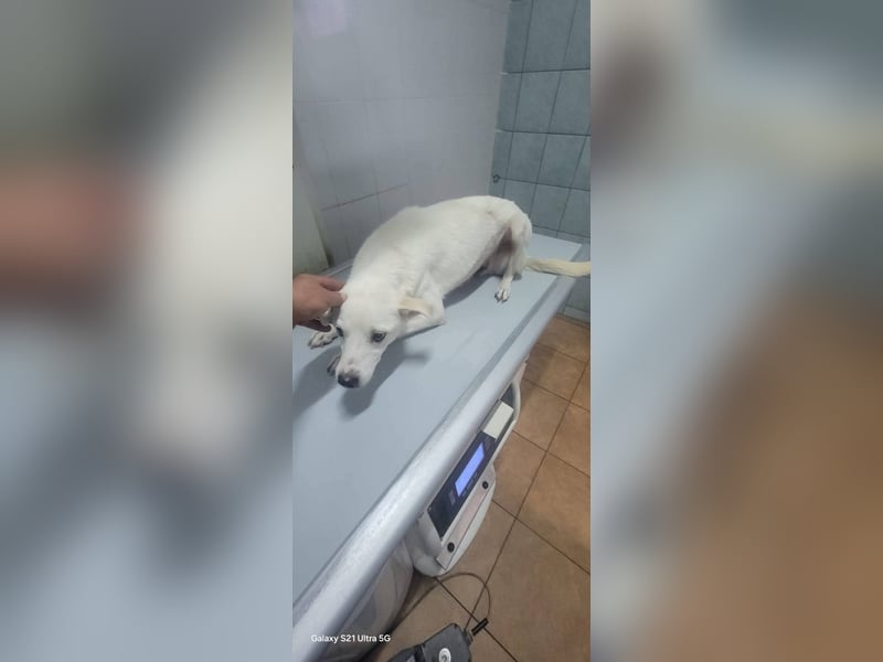 Chance - so viel Leid