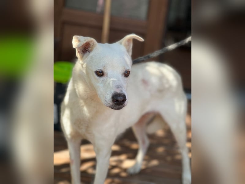 Chance - so viel Leid