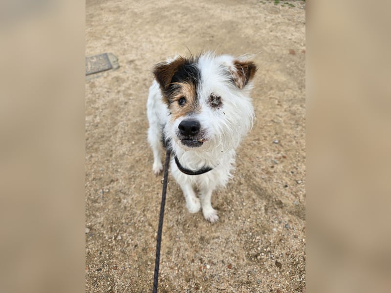 Pippetto: wenn du reden könntest...