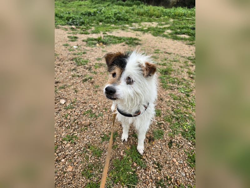 Pippetto: wenn du reden könntest...