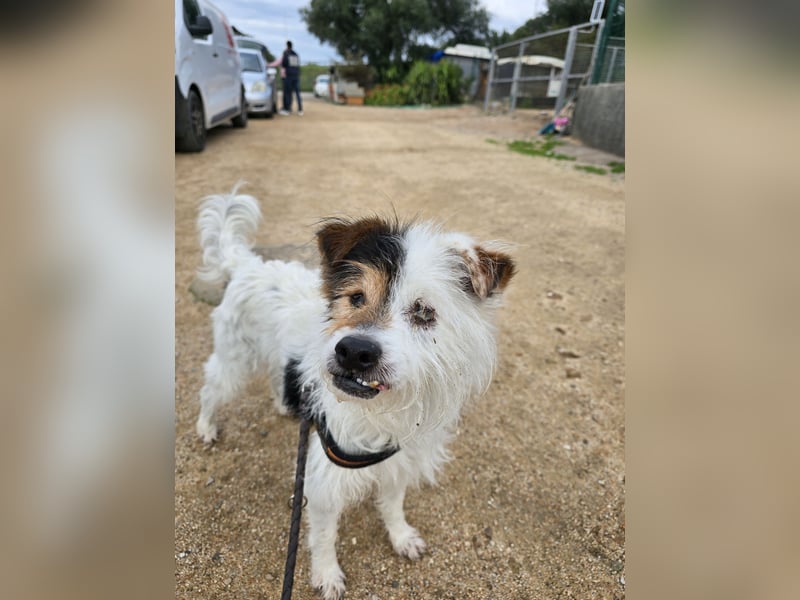 Pippetto: wenn du reden könntest...