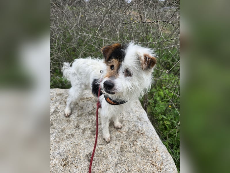 Pippetto: wenn du reden könntest...