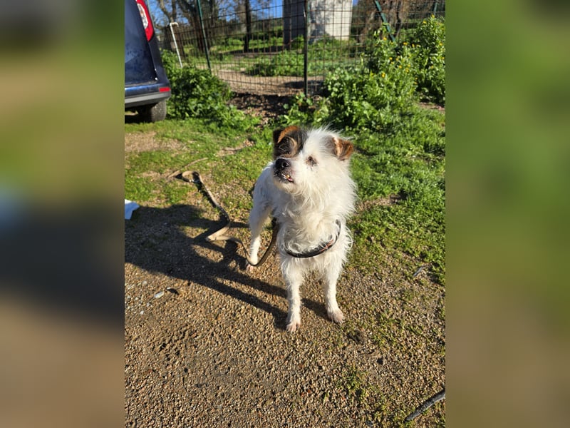 Pippetto: wenn du reden könntest...