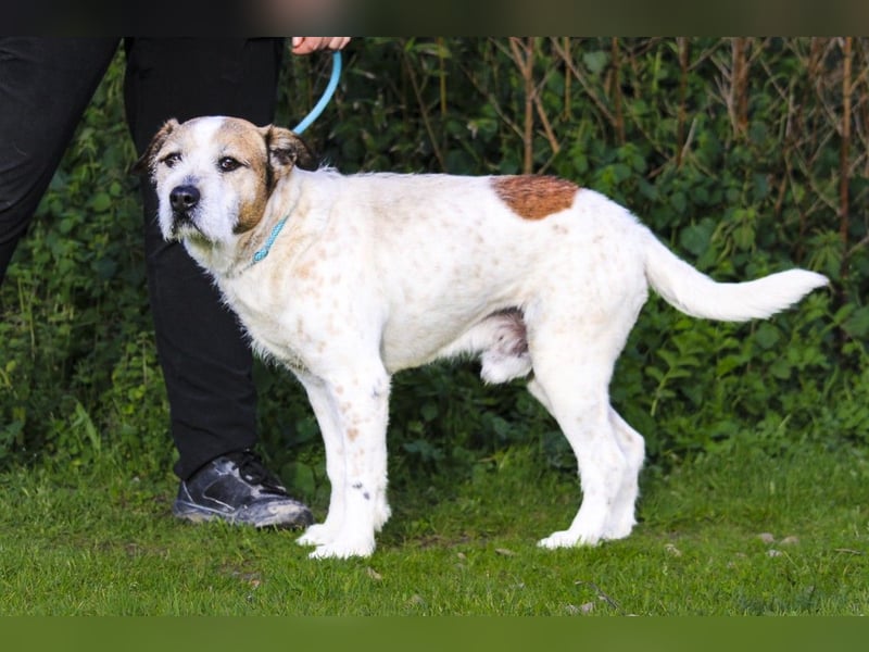 ❕Senior Tobias ❕ liebt die Menschen❕