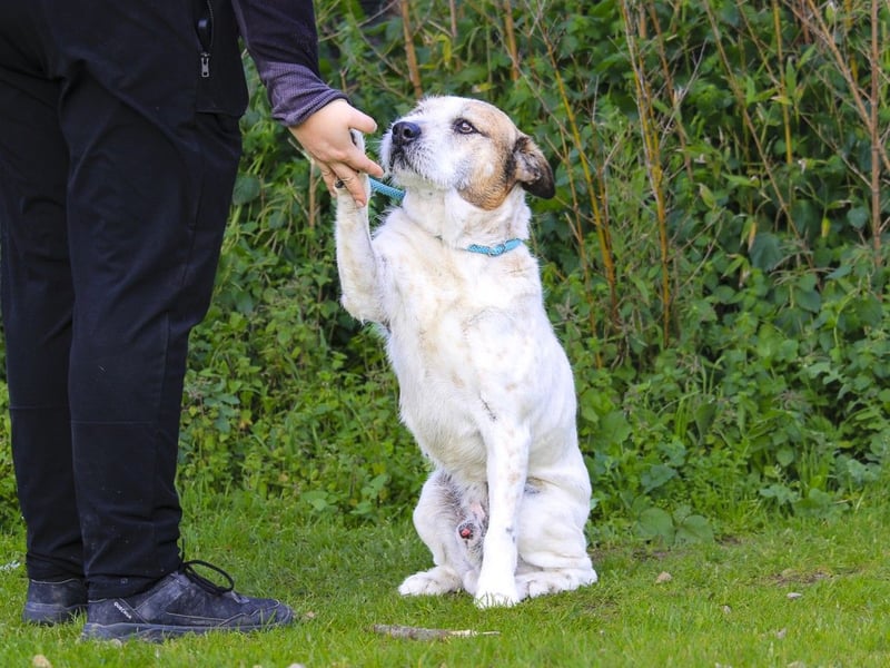 ❕Senior Tobias ❕ liebt die Menschen❕