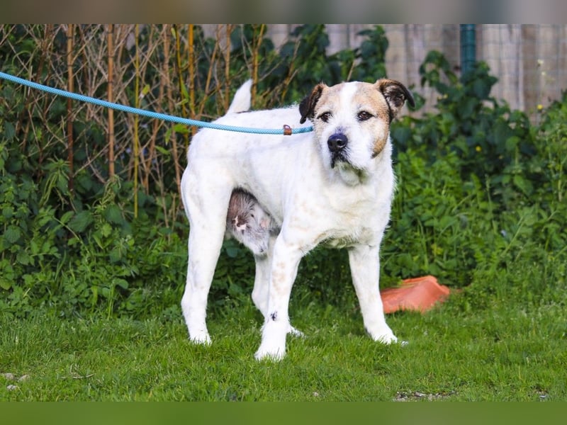 ❕Senior Tobias ❕ liebt die Menschen❕