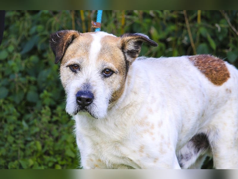 ❕Senior Tobias ❕ liebt die Menschen❕