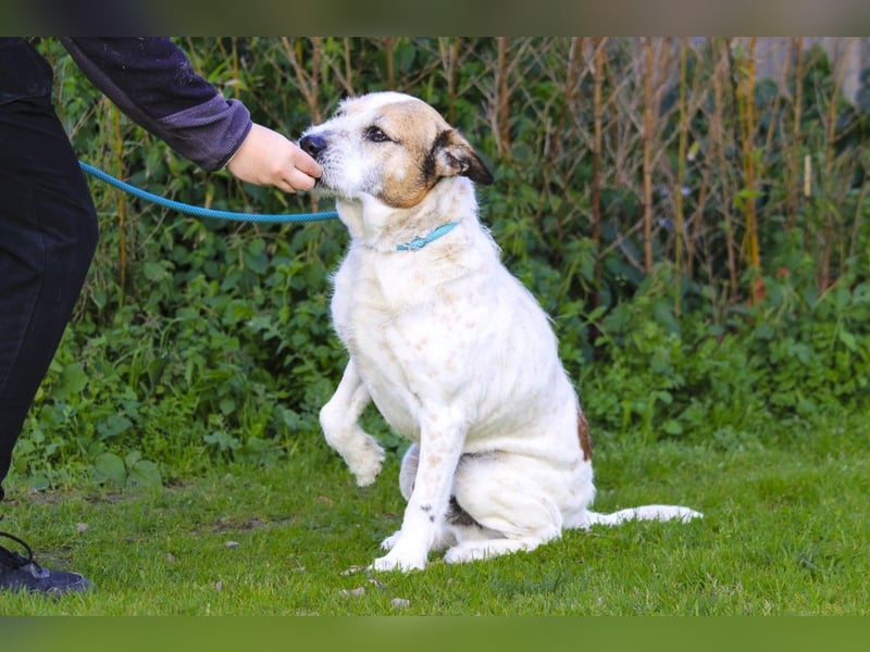 ❕Senior Tobias ❕ liebt die Menschen❕