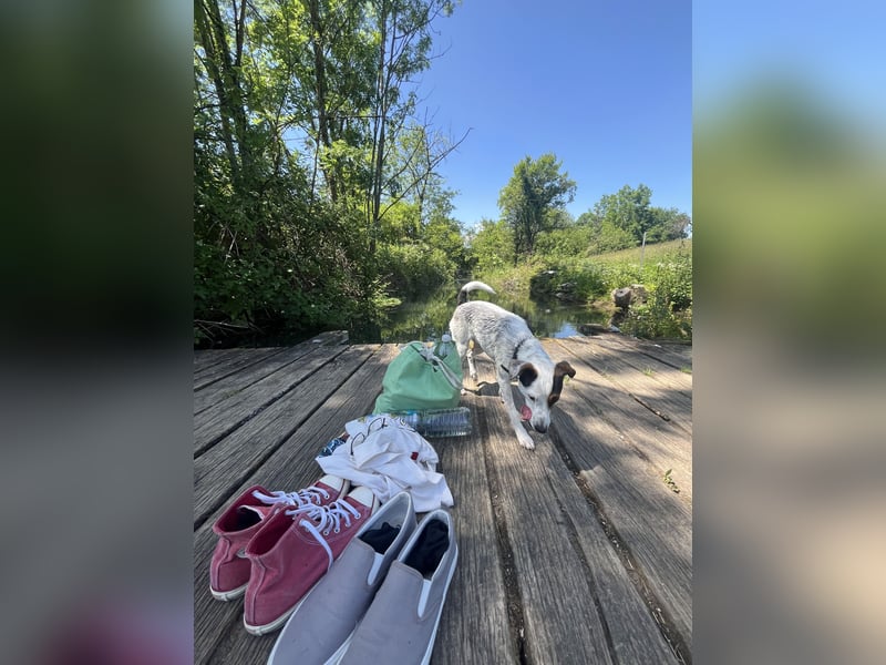 Parson Russel Terrier-Junghund