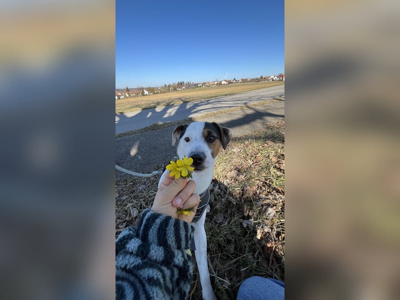 Parson Russel Terrier-Junghund