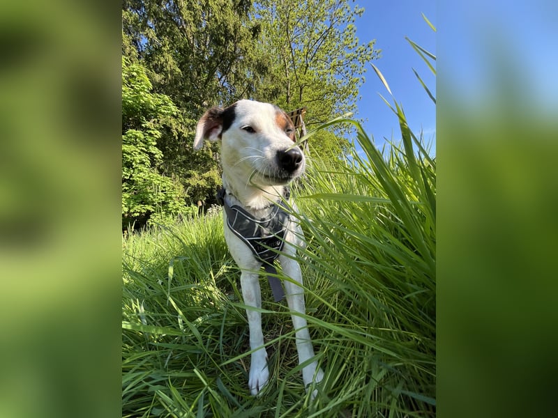 Parson Russel Terrier-Junghund