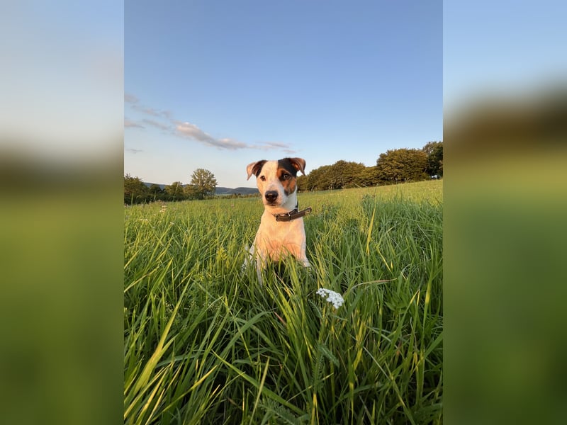Parson Russel Terrier-Junghund