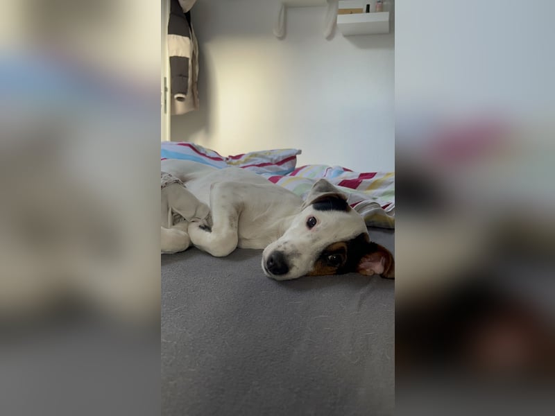 Parson Russel Terrier-Junghund