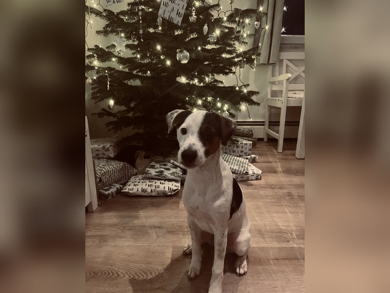 Parson Russel Terrier-Junghund