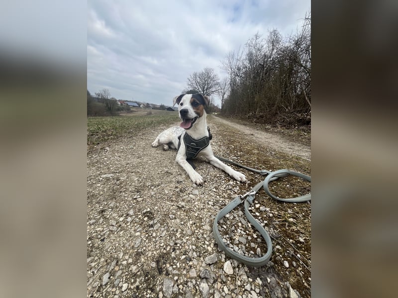 Parson Russel Terrier-Junghund