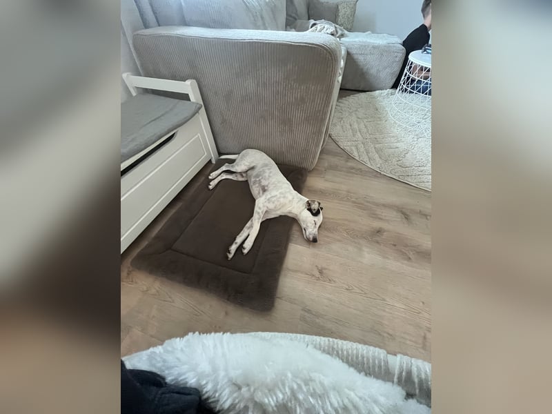 Parson Russel Terrier-Junghund