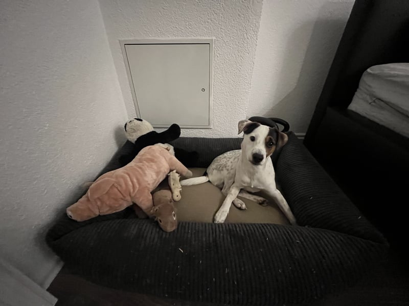 Parson Russel Terrier-Junghund