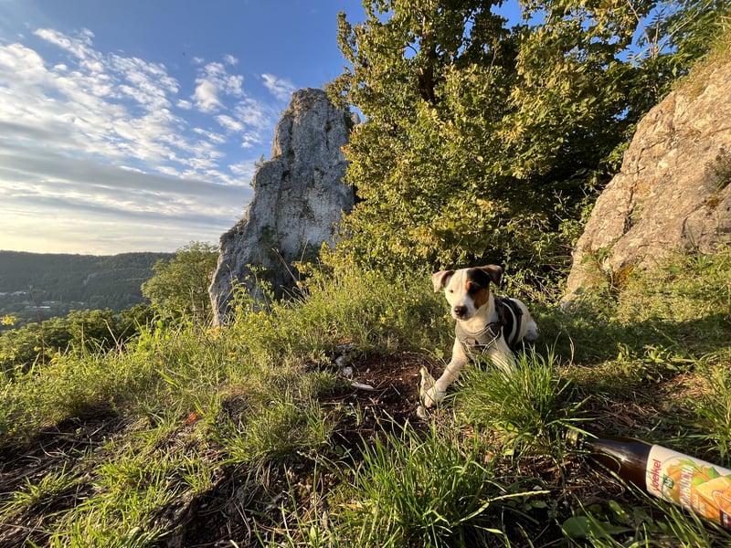 Parson Russel Terrier-Junghund