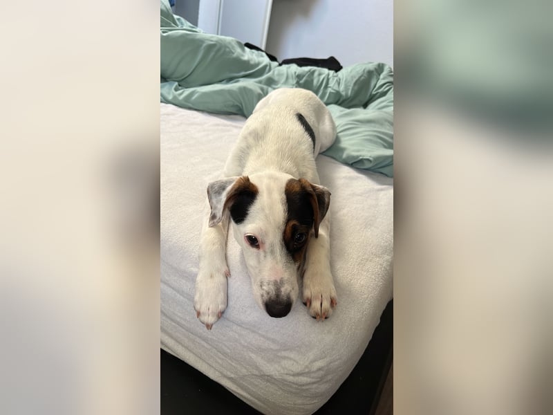 Parson Russel Terrier-Junghund