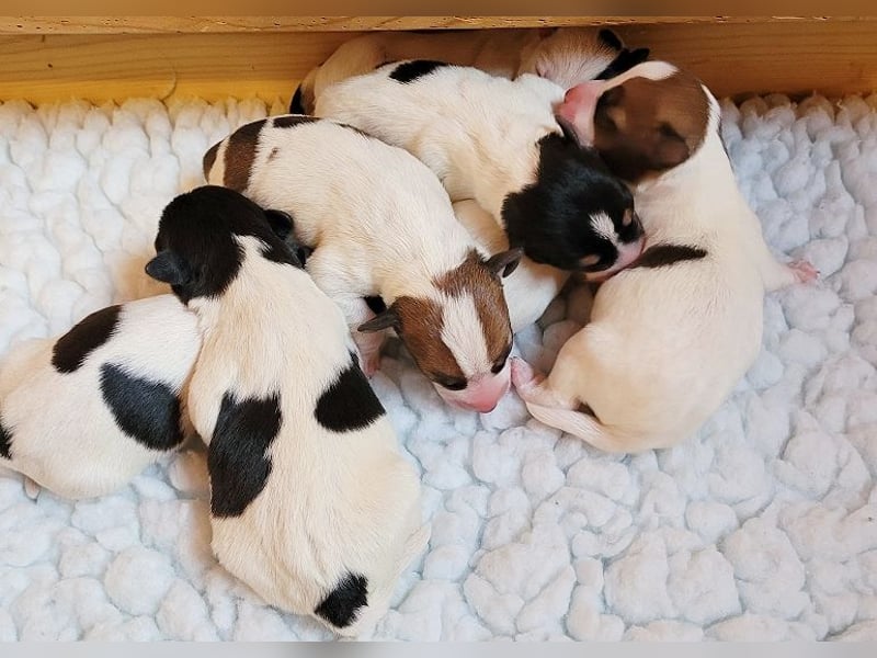 Parson Russell Terrier Welpen, geb. 11.02.2026