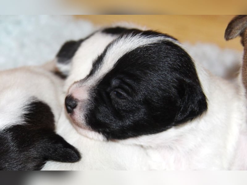 Parson Russell Terrier Welpen, geb. 11.02.2026