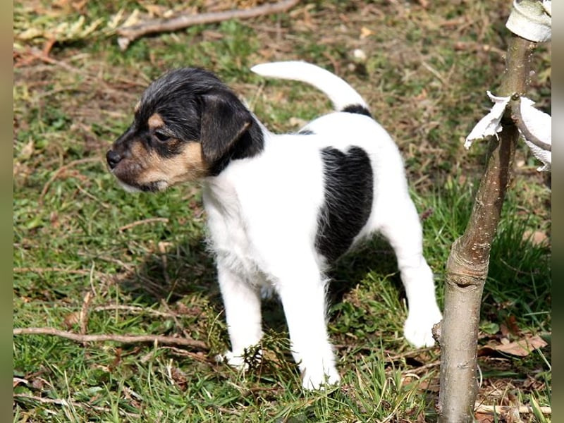 Parson Russell Terrier Welpen, geb. 11.02.2026