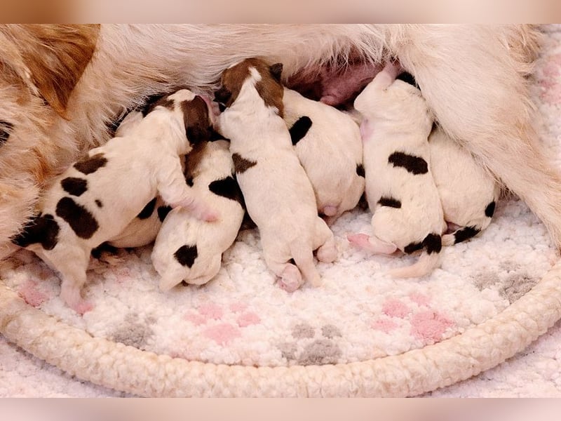 Parson Russell Terrier Welpen, geb. 11.02.2026