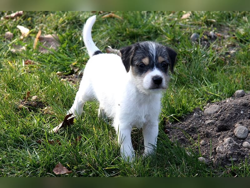 Parson Russell Terrier Welpen, geb. 11.02.2026