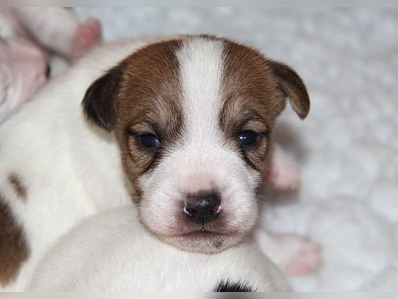 Parson Russell Terrier Welpen, geb. 11.02.2026