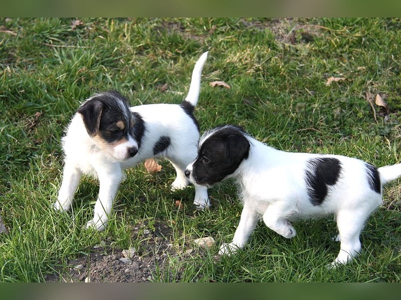 Parson Russell Terrier Welpen, geb. 11.02.2026