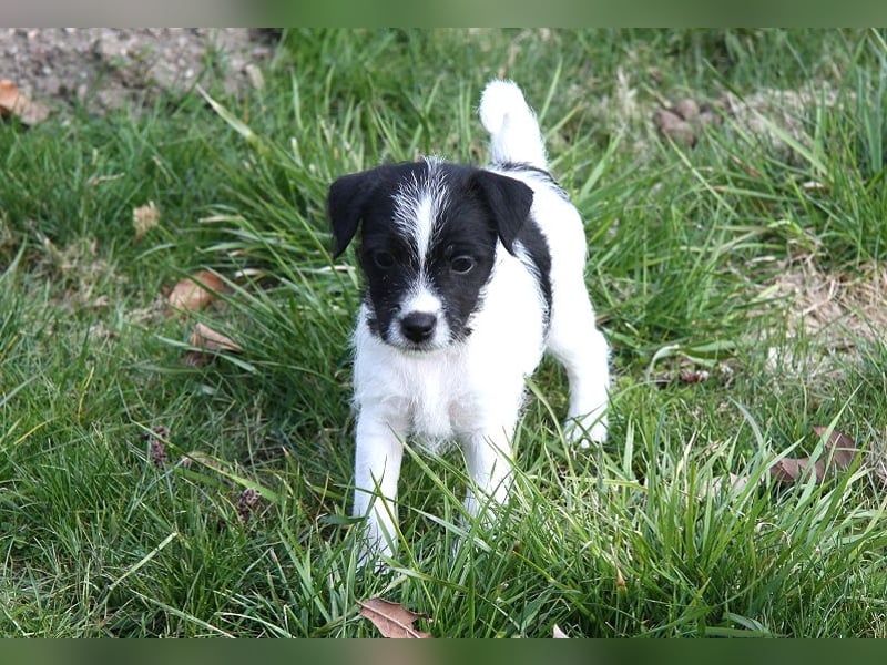 Parson Russell Terrier Welpen, geb. 11.02.2026