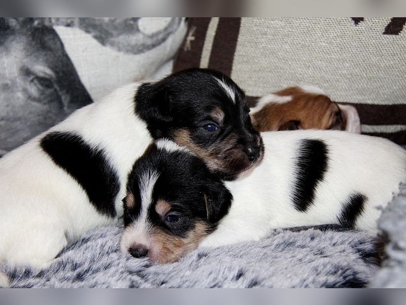 Parson Russell Terrier Welpen, geb. 11.02.2026