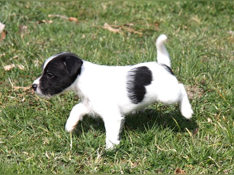 Parson Russell Terrier Welpen, geb. 11.02.2026