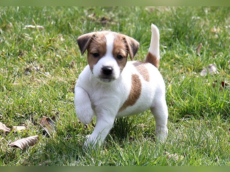 Parson Russell Terrier Welpen, geb. 11.02.2026