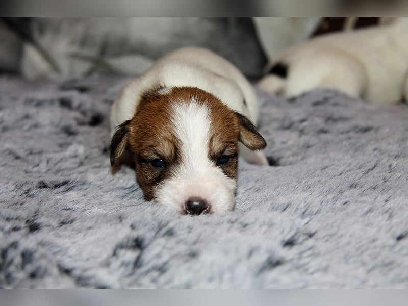 Parson Russell Terrier Welpen, geb. 11.02.2026