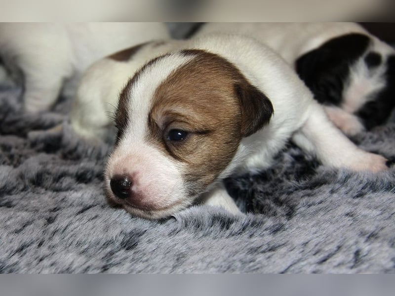 Parson Russell Terrier Welpen, geb. 11.02.2026