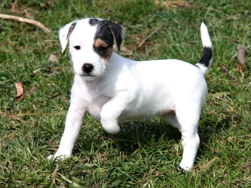 Parson Russell Terrier Welpen, geb. 11.02.2026