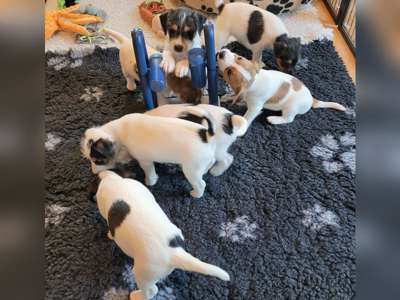 Parson Russell Terrier Welpen, geb. 11.02.2026