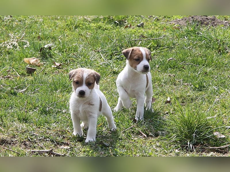 Parson Russell Terrier Welpen, geb. 11.02.2026