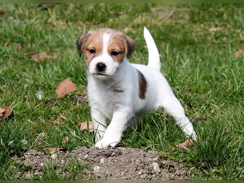 Parson Russell Terrier Welpen, geb. 11.02.2026