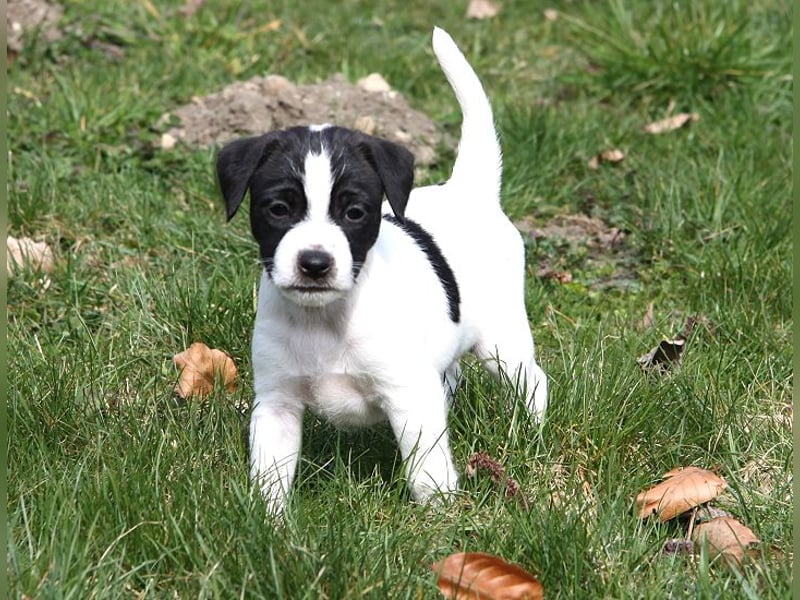 Parson Russell Terrier Welpen, geb. 11.02.2026