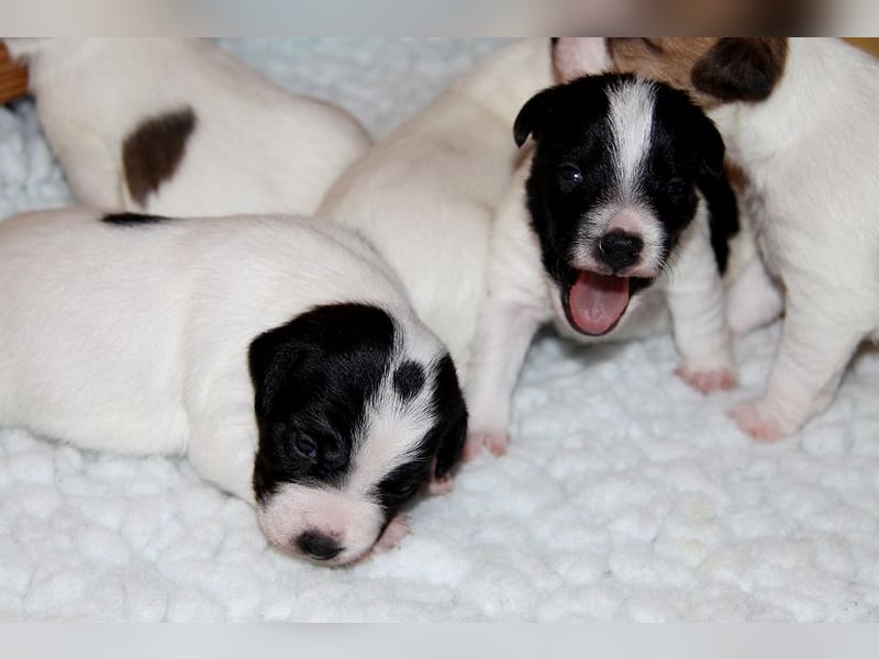 Parson Russell Terrier Welpen, geb. 11.02.2026